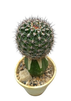 Echinopsis hibrido 'Heracles' injertado mac9 - comprar online