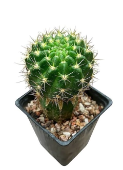 Lobivia hibrida Thai 'OZLEM' injertada (cod OZ1) en internet