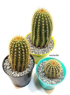 Trichocereus hibrido 1-2007 Red-Orange Wessner mac8 - comprar online