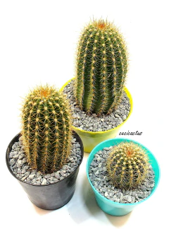 Trichocereus hibrido 'Josefa' mac8 - comprar online