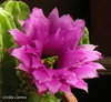 Echinocereus vierecki var morricale mac10 (cod E121)