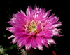 Echinocereus reichembachii var. perbellus mac9 (cod ER23)