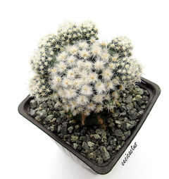 Pediocactus bradyi ssp winkleri mac9 (cod PB2) - comprar online