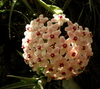 Hoya Krimson Queen variegada mac12