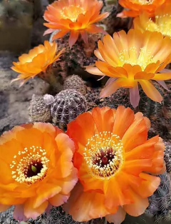 Lobivia kuehnrichii mac9 (LK2) - cecicactus - cactus y suculentas de colección