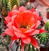 Trichocereus hibrido 1-2007 Red-Orange Wessner mac8