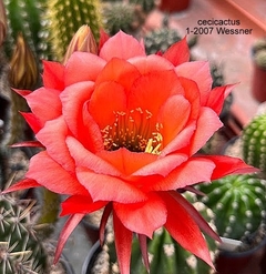 Trichocereus hibrido 1-2007 Red-Orange Wessner mac8