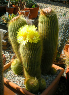 Notocactus leninghausii (elegir tamaño) - cecicactus - cactus y suculentas de colección