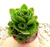 Aeonium balsamiferum mac10