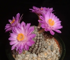 Mammillaria theresae injertada mac9 - tienda online