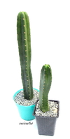 Trichocereus pachanoi (elegir tamaño)