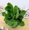 Aeonium 'Goblin' mac10 - comprar online