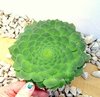 Aeonium tabuliforme bols15