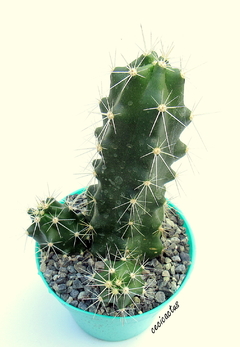 Echinocereus cinerascens (elegir tamaños) - comprar online