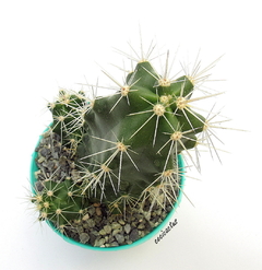 Echinocereus cinerascens (elegir tamaños) en internet