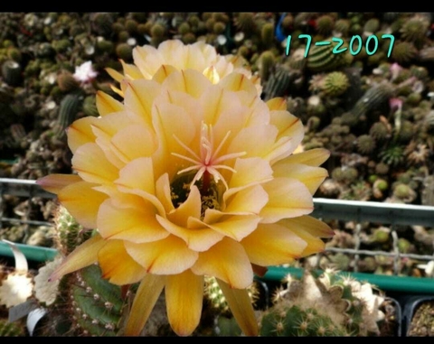 Trichocereus hibrido 17-2007 Creme Gelbe mac8
