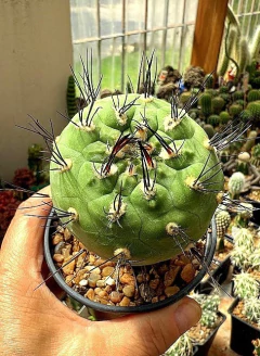 Weingartia neumanniana injertada (elegir tamaño) (codW3) - comprar online