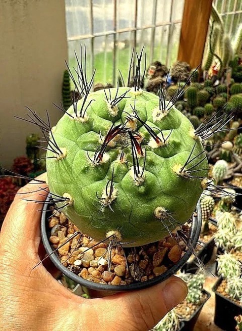 Weingartia neumanniana injertada (elegir tamaño) (codW3) - comprar online