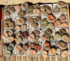 Lithops maceta 6 x 3plantas