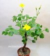 Oxalis carnosa var incana mac9