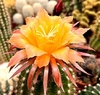 Trichocereus hibrido 41-2005 Orange Gelb injertado mac9 - comprar online