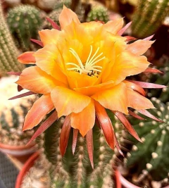 Trichocereus hibrido 41-2005 Orange Gelb injertado mac9