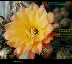 Trichocereus hibrido 51-2012 mac7 - comprar online
