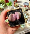 Pleiospilos 'Royal Flush' mac8 (cod E15)