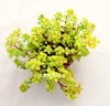 Sedum makinoi variedad ogon mac8 - comprar online