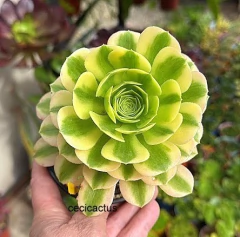 Aeonium hibrido 'Green Lemon' (elegir tamaño) - comprar online