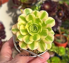 Aeonium hibrido 'Green Lemon' (elegir tamaño) en internet