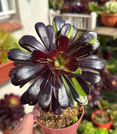 Aeonium hibrido 'Big Bang' mac12 - comprar online