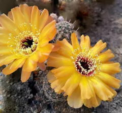 Lobivia kuehnrichii mac9 (LK2)