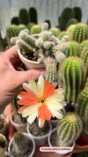 Echinopsis chamaecereus hibrido 'Papagei' mac8 (cod CH1)