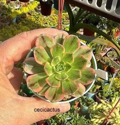 Aeonium 'Sweet Tea' variegado mac10 - comprar online