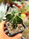 Astrophytum myriostigma hakun injertado mac10 (cod 93B)