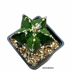 Astrophytum myriostigma hakun injertado mac10 (cod 93B) en internet