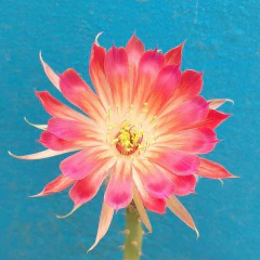 Lobivia hibrida Ekk 027 injertada (elegir tamaño) - comprar online