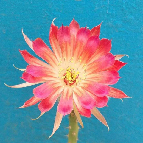 Lobivia hibrida Ekk 027 injertada (elegir tamaño) - comprar online