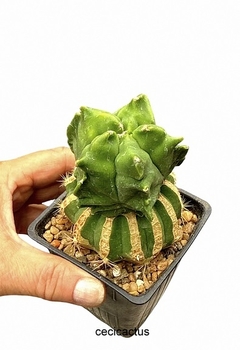 Astrophytum myriostigma kikko injertado mac9 (cod 94B)