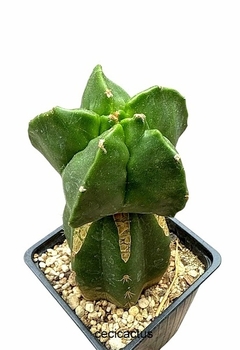 Astrophytum myriostigma kikko injertado mac9 (cod 95B) - comprar online