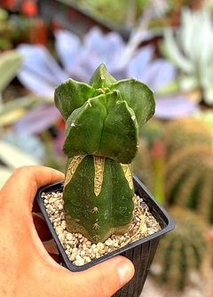 Astrophytum myriostigma kikko injertado mac9 (cod 95B)