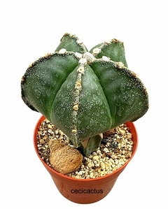 Astrophytum myriostigma especial injertado GRANDE mac13 (cod 96B) - comprar online