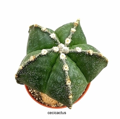 Astrophytum myriostigma especial injertado GRANDE mac13 (cod 96B) en internet