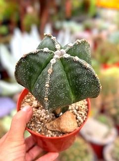 Astrophytum myriostigma especial injertado GRANDE mac13 (cod 96B)