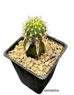 Lobivia hibrida 'Pink Sunshine' injertada mac9 - comprar online