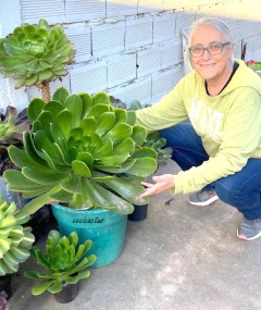 Semillas de Aeonium gigante x 100