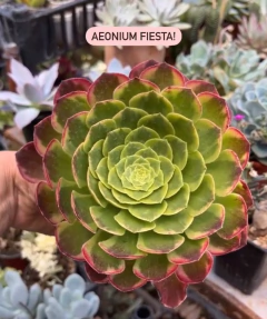 Aeonium 'Fiesta' mac10