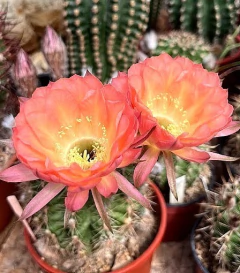 Echinopsis hibrido SM 2014-04-01 Afterglow x Coquette injertado mac8 (cod H1) - comprar online