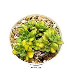 Aichryson tortuosum variegado mac10 en internet